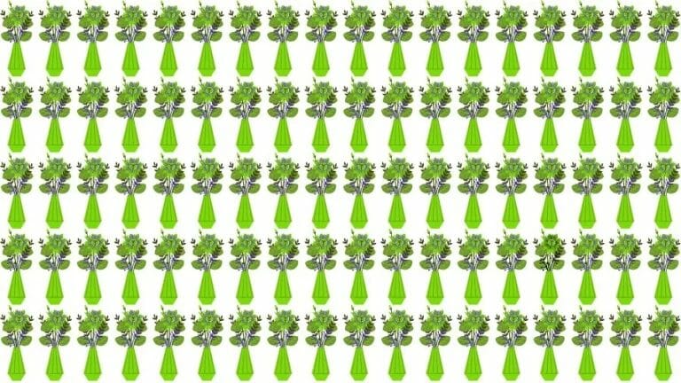Optical Illusion Eye Test: Can you find the Odd Flower Vase in 20 Seconds? - networth, wiki, biography