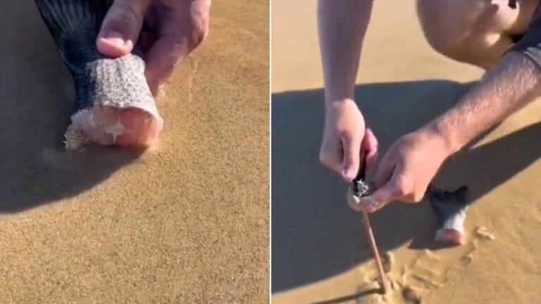 Beachgoer lures out huge worm from sand using fish - networth, wiki, biography
