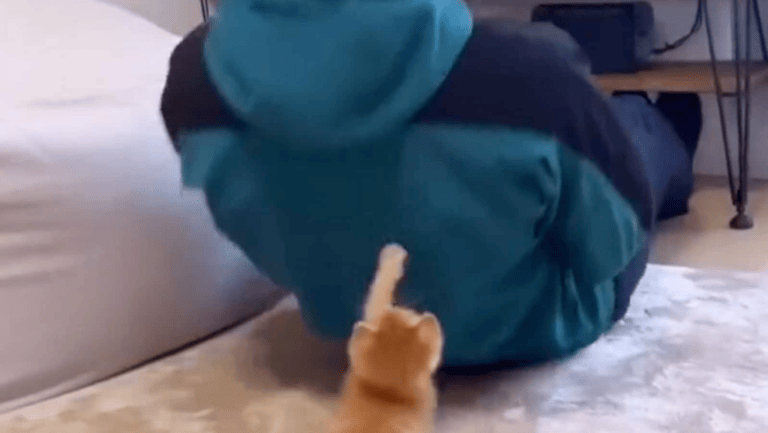 Cat turns into trainer for its human. Watch - networth, wiki, biography