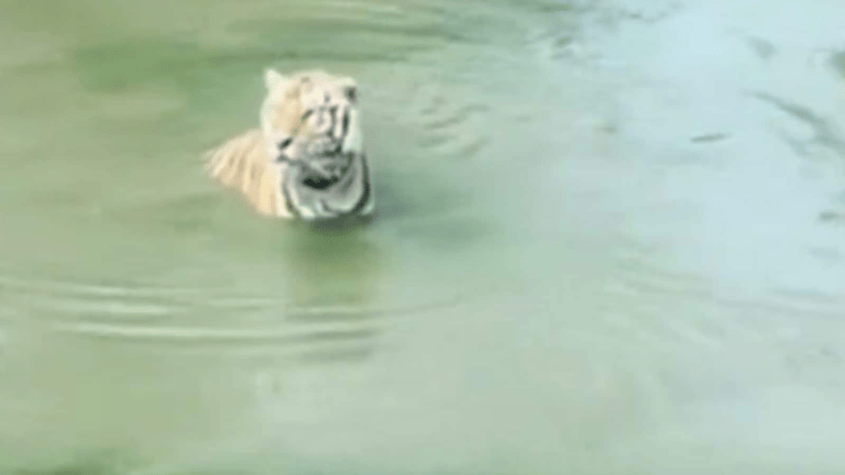 Duck tactfully outsmarts tiger in a viral video. Watch - networth, wiki, biography