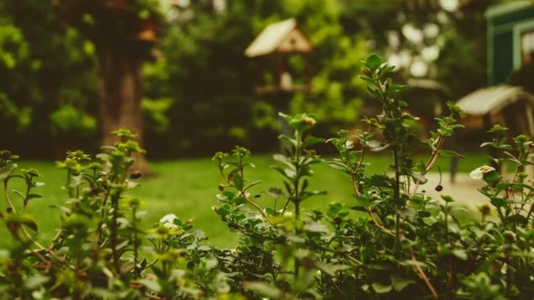 Ex-homeowner demands to take garden two years after leaving house, Reddit reacts - networth, wiki, biography