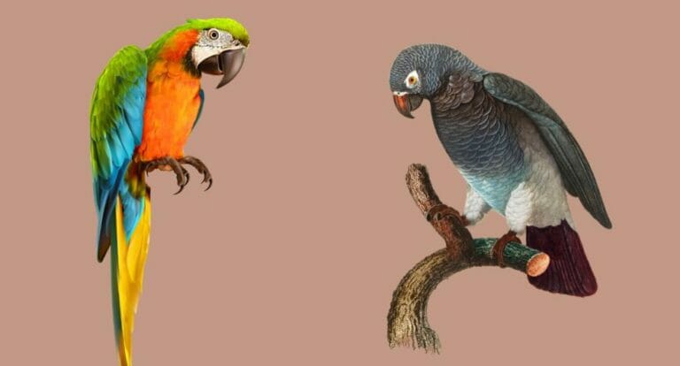 Find out if you are a gossip by choosing a bird in the personality test - networth, wiki, biography