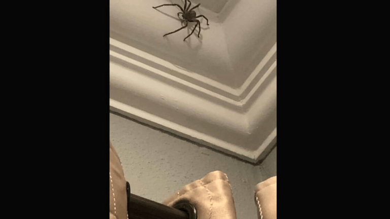 Man’s picture of huge spider sparks mixed reactions - networth, wiki, biography