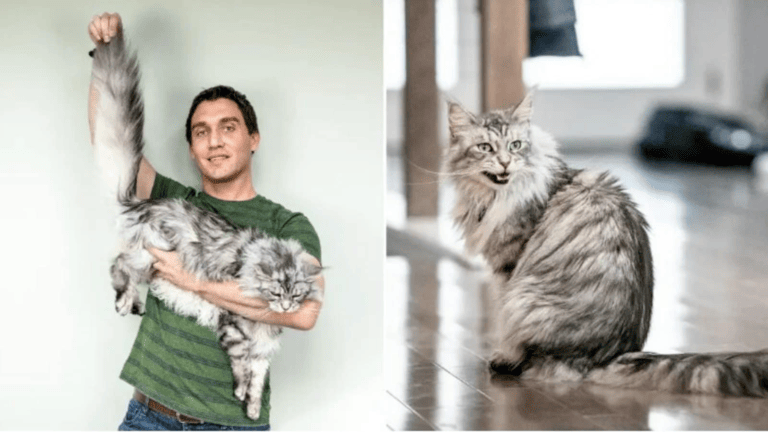 Meet Altair, the cat with the world’s longest tail - networth, wiki, biography
