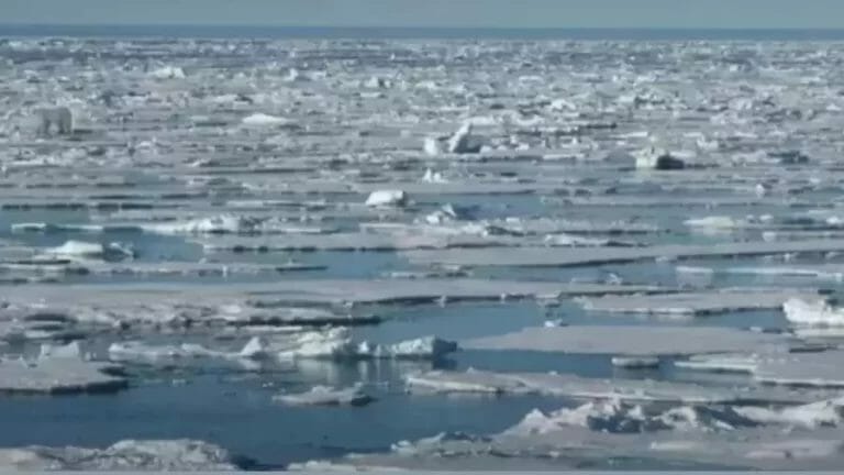 Observation Visual Test: You have 20/20 HD vision spot the hidden polar bear in 15 Seconds - networth, wiki, biography