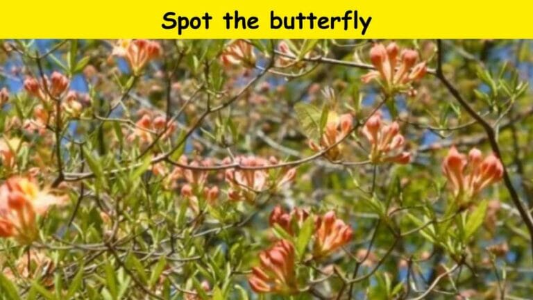Only super brains can spot a butterfly hidden in leaves in 9 seconds! - networth, wiki, biography