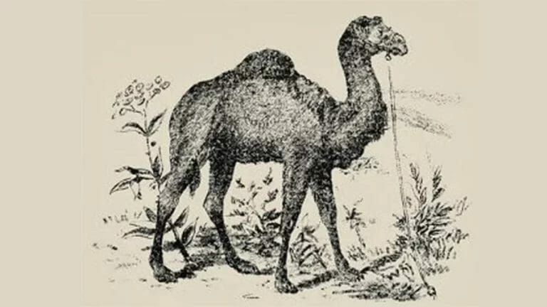 Optical Illusion 20/20 HD Visual Test – There’s A Man Hidden In This 1880s Optical Illusion Can You Spot It? - networth, wiki, biography