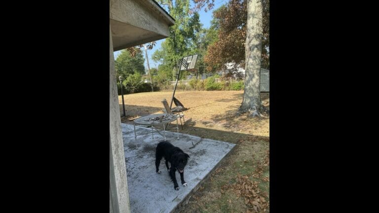 Optical Illusion: Can you locate the sneaky second dog in this pic? - networth, wiki, biography