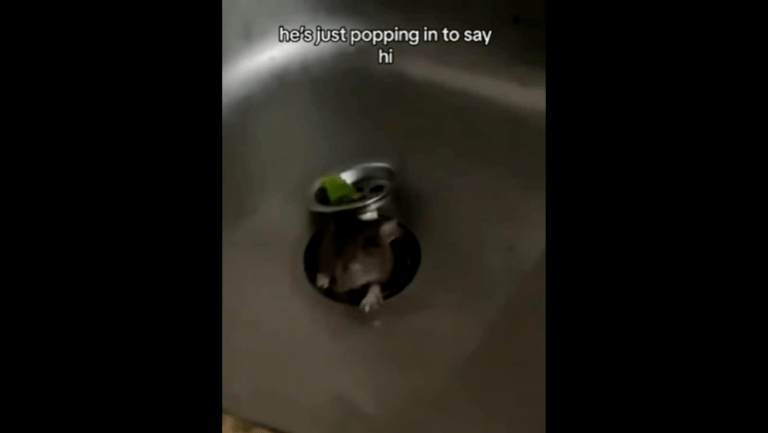 Rats tries entering kitchen from sink, video makes people say ‘Nope’ - networth, wiki, biography