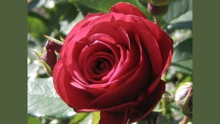 Search and Find: People with eagle eyes can spot a dolphin in a rose in 4 seconds.  Can you? - networth, wiki, biography