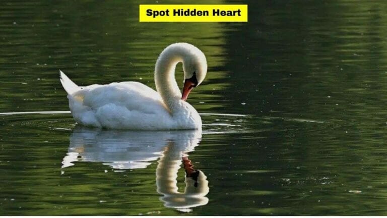 Ultimate Optical Illusion Challenge: Can You Spot The Heart In This Picture Of A Swan Within 3 Seconds? - networth, wiki, biography