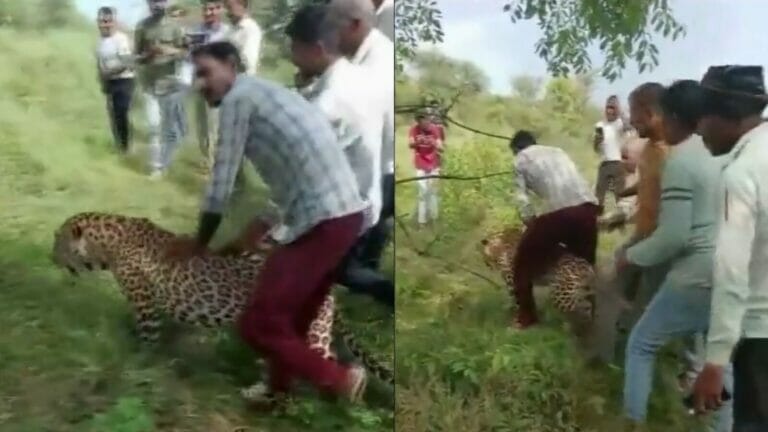 Villagers take selfies, attempt to ride a sick leopard in MP: Video - networth, wiki, biography