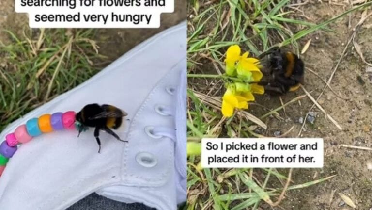 Woman rescues injured bumblebee, Internet thanks her for her kindness - networth, wiki, biography