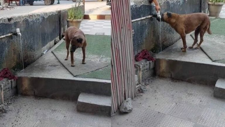 Woman’s kindness toward a stray dog melts hearts. Watch - networth, wiki, biography
