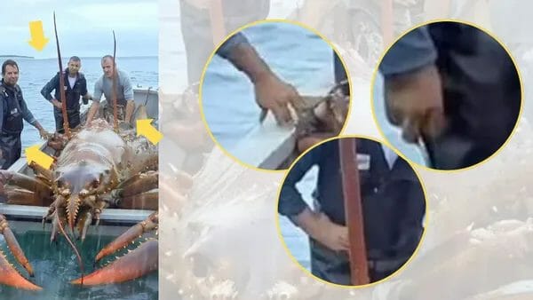 World’s largest lobster from Puerto Rico: What is the largest lobster ever caught? 2023 - networth, wiki, biography