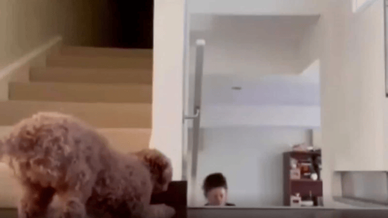 Dog hides behind wall to scare pet mom. Watch - networth, wiki, biography
