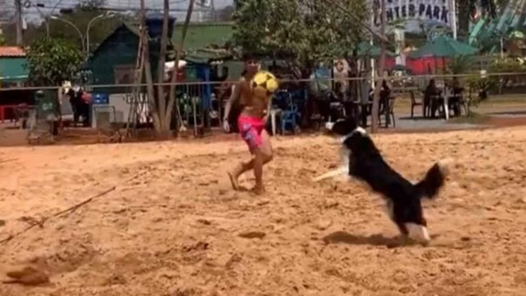 Dog shows off volleyball skills in a match with humans. Watch - networth, wiki, biography