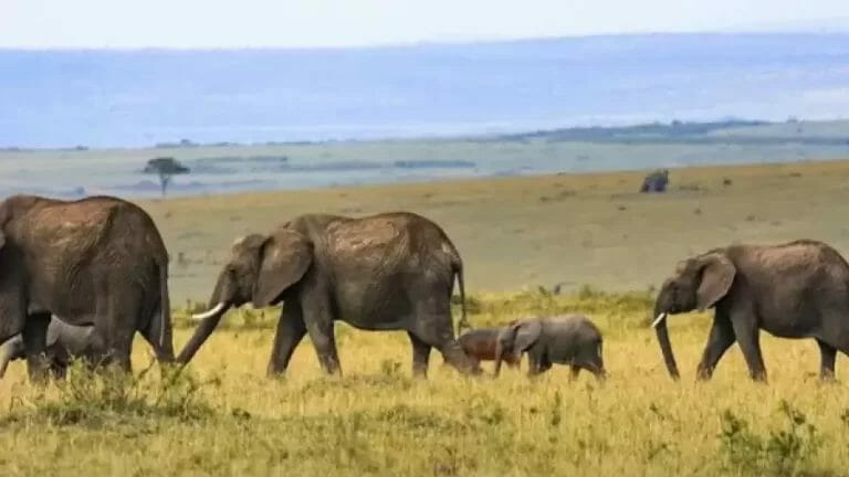 Mind-bending Optical Illusion Challenge You to Find the Hidden Hippopotamus in 15 Secs - networth, wiki, biography