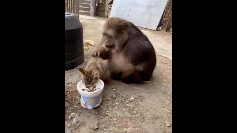 Monkey adorably pets cat while it drinks milk. Watch - networth, wiki, biography