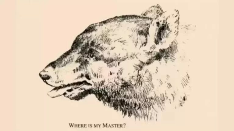This Bear Misses Its Master, Can You Help The Bear Finding Its Master. - networth, wiki, biography