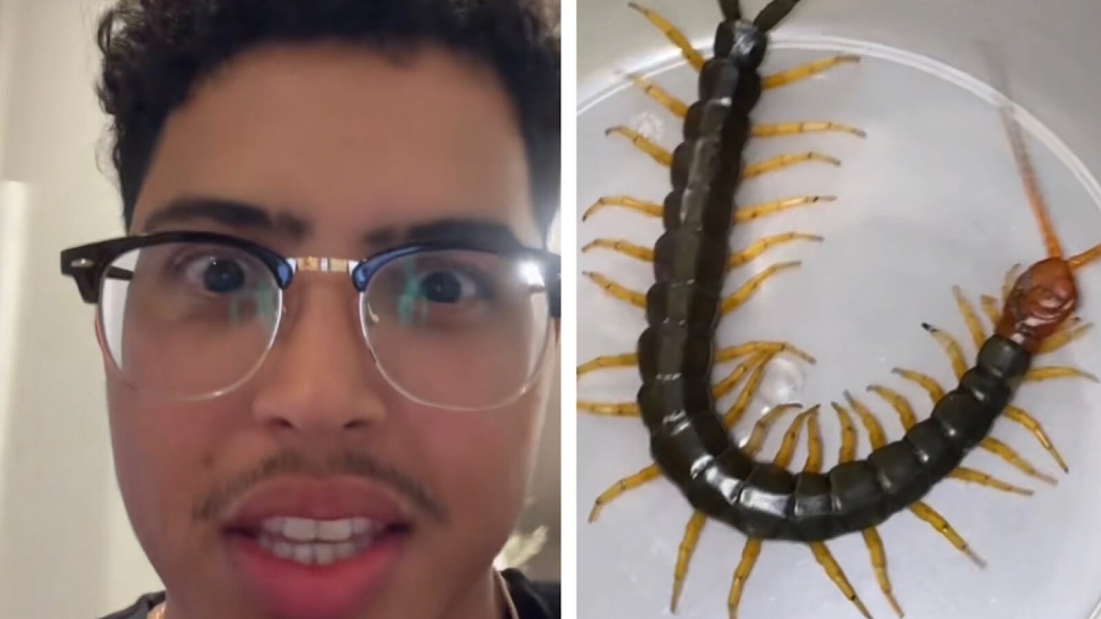 TikToker lost his temper after finding a giant centipede in his brand new robot vacuum cleaner 2023 - networth, wiki, biography