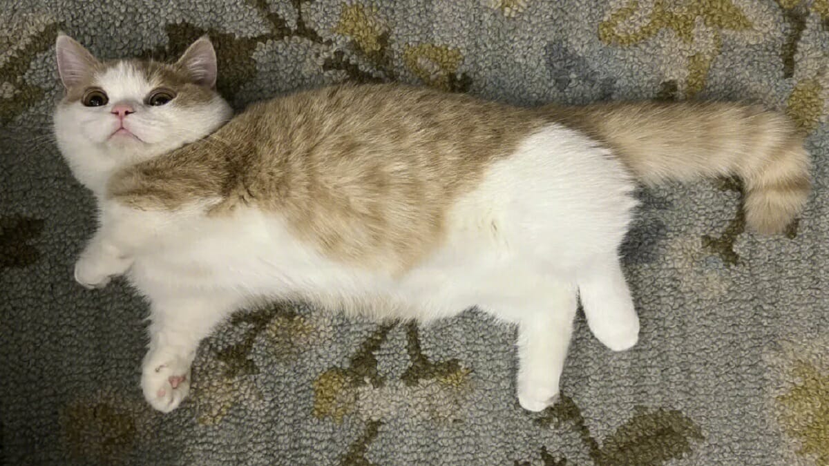 Generative Image Manifold: Drag Your GAN, Interactive Point-based Manipulation 2023 - networth, wiki, biography