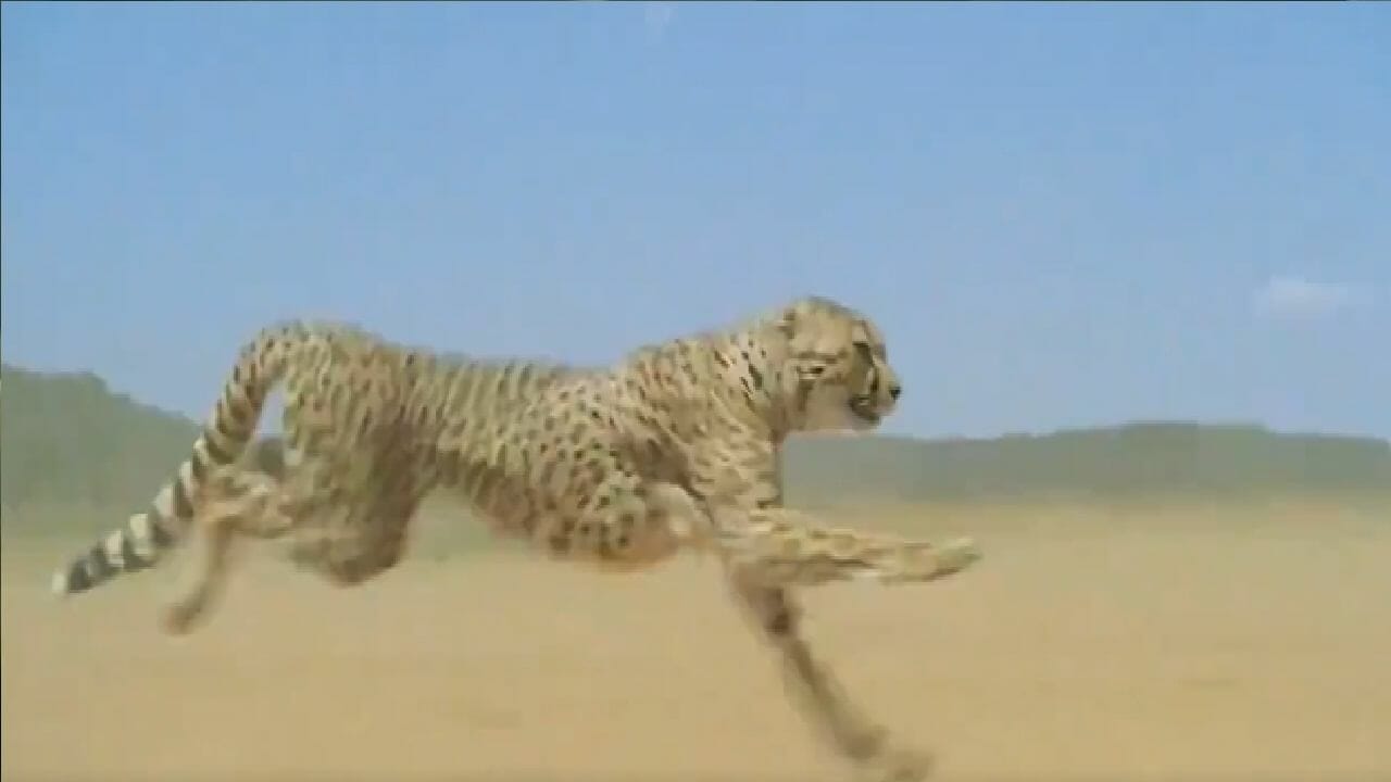 Video: Cheetah runs at a speed of 120 km on the Internet, the speed surprised people 2023 - networth, wiki, biography