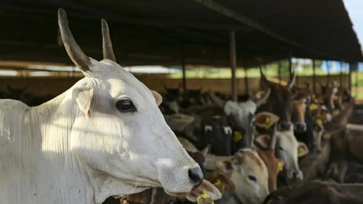Cow Urine Contains Harmful Bacteria Says IVRI 2023 - networth, wiki, biography