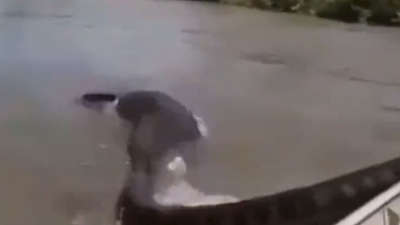 Huge Anaconda Caught By People The Video Is Unbelievable Tekmonk News