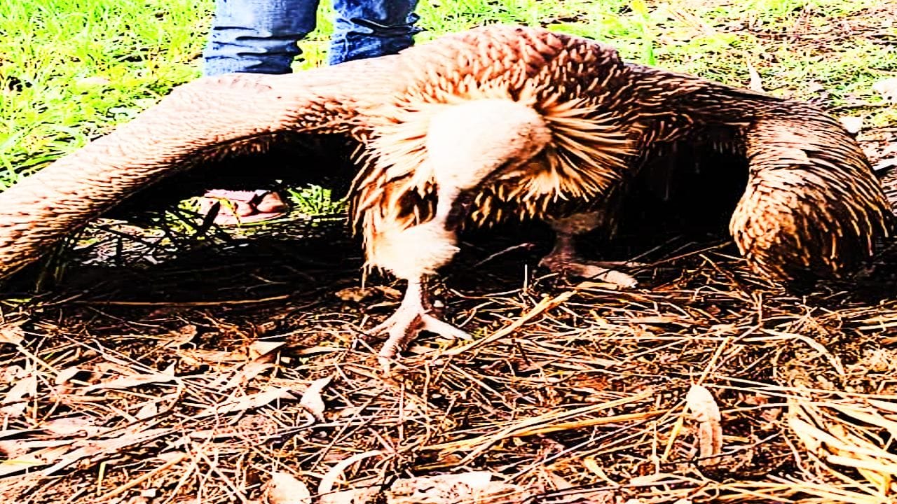 The rare white Himalayan vulture in Deoria, shivering in the cold; Heat burning fire-video 2023 - networth, wiki, biography