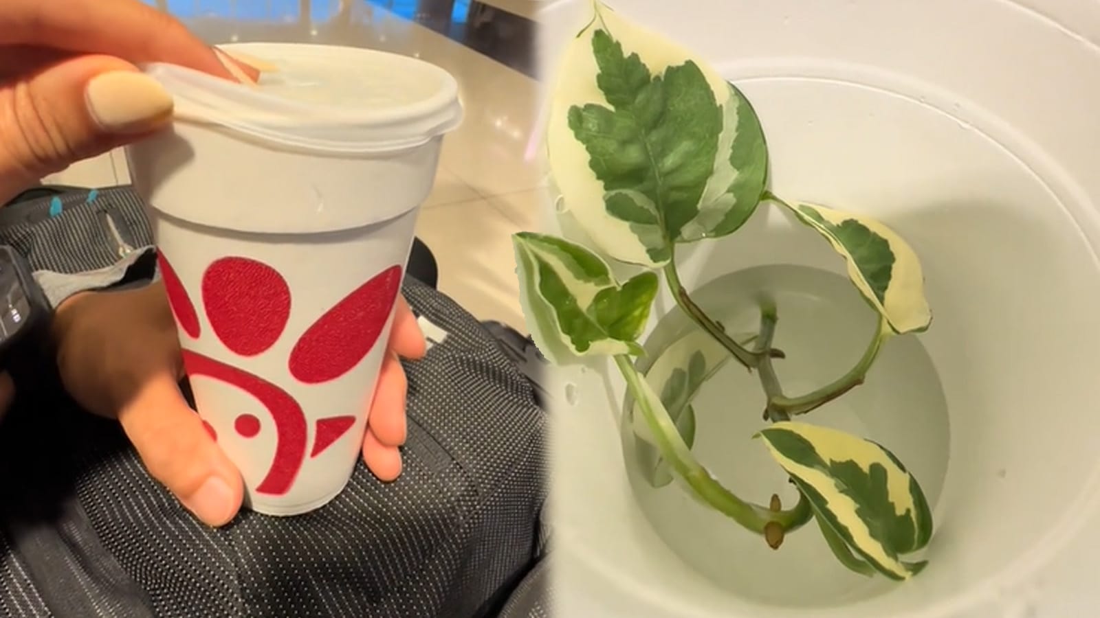 TikTokers spark debate after smuggling plants through airport inside Chick-fil-A cups 2023 - networth, wiki, biography
