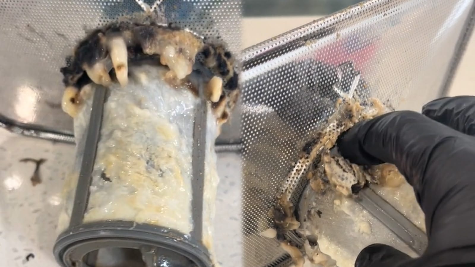 A cleaner shocked the internet after showing “oysters” and “mushrooms” growing in the dishwasher 2023 - networth, wiki, biography