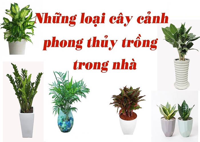 Những loại cây trồng phong thủy trong nhà sang trọng, dễ trồng, thu hút tài lộc | Khóa học lập trình cho trẻ em | lập trình game | lập trình web | lập trình scratch | lập trình python