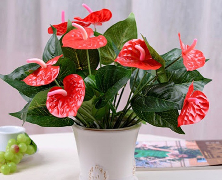 Những loại cây trồng phong thủy trong nhà sang trọng, dễ trồng, thu hút tài lộc
