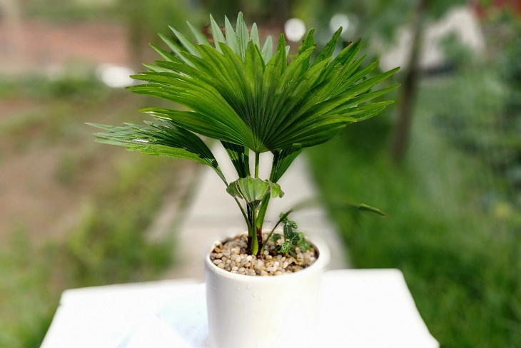 Những loại cây trồng phong thủy trong nhà sang trọng, dễ trồng, thu hút tài lộc