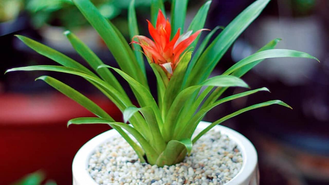 Những loại cây trồng phong thủy trong nhà sang trọng, dễ trồng, thu hút tài lộc