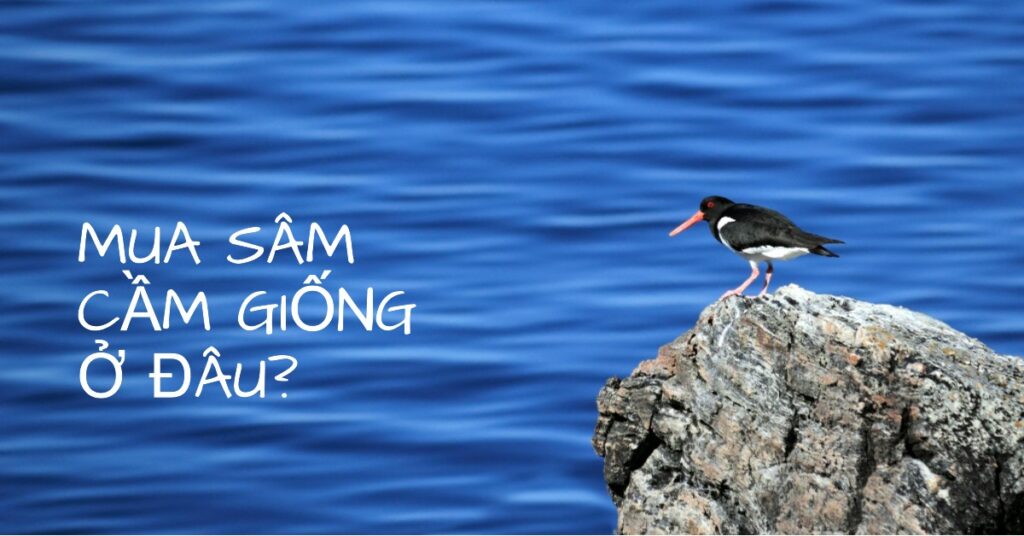 mua sam cam giong o dau | khóa học lập trình cho trẻ em | lập trình game | lập trình web | lập trình python