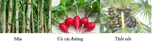 Hóa học 9 Bài 51: Saccarozơ – Giải bài tập SGK Hóa học 9 Bài 51		 2023 | Khóa học lập trình cho trẻ em | lập trình game | lập trình web | lập trình scratch | lập trình python
