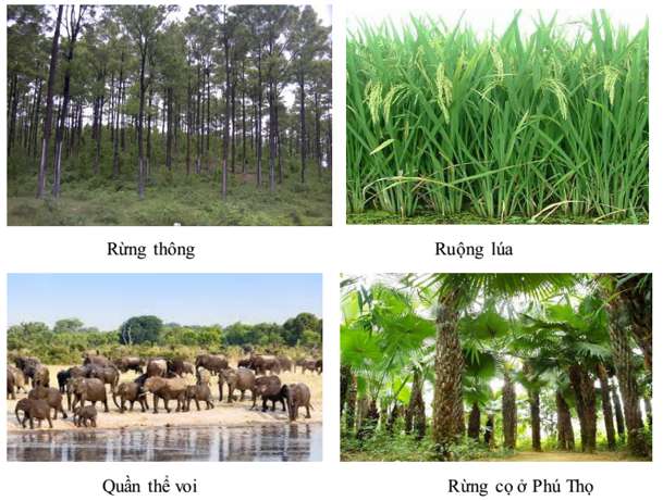 Quần thể là gì? Ví dụ về Quần thể sinh vật dễ hiểu nhất		 2023 | Khóa học lập trình cho trẻ em | lập trình game | lập trình web | lập trình scratch | lập trình python